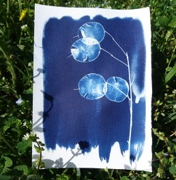 cyanotype